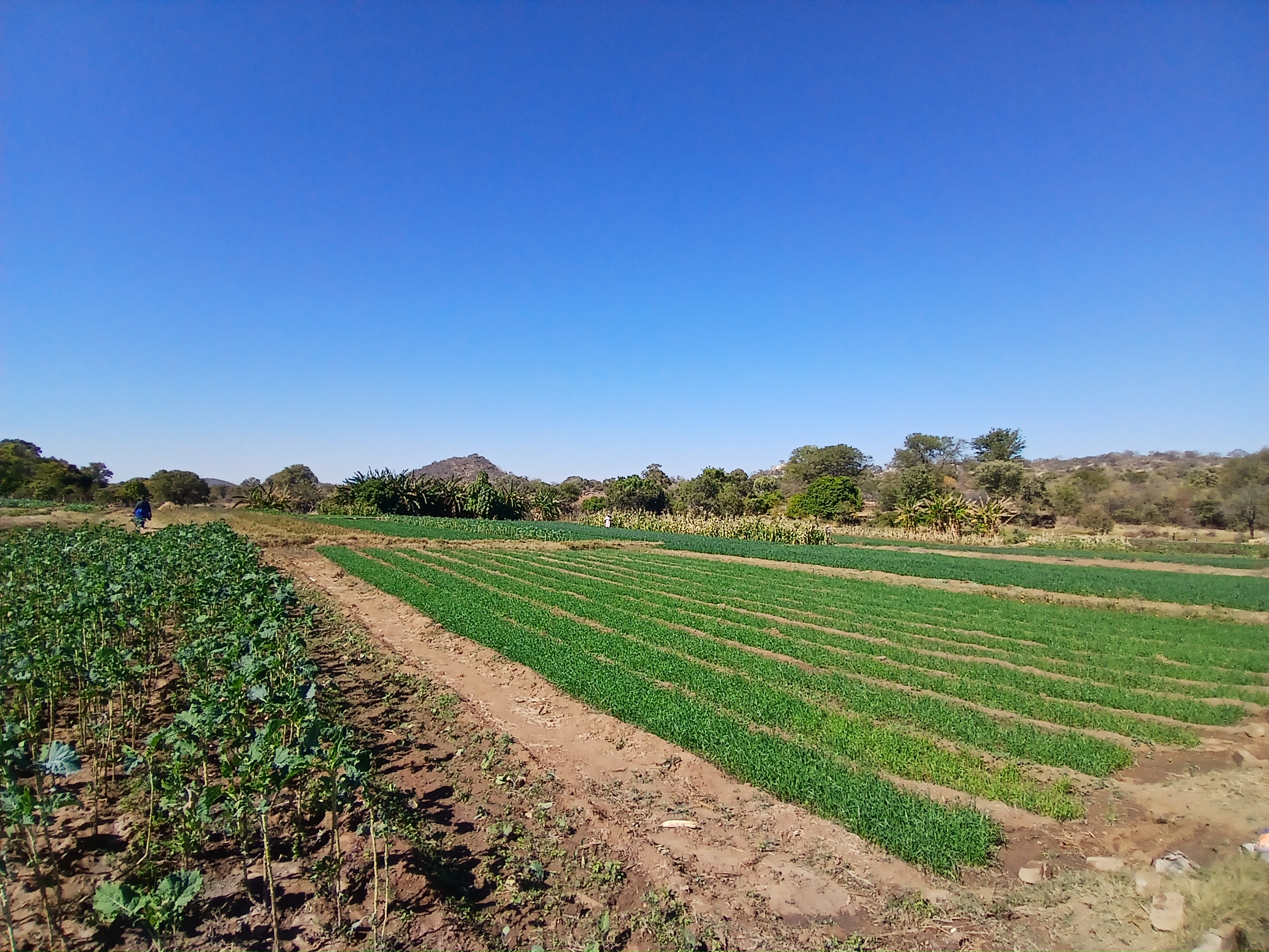 Irrigation Scheme